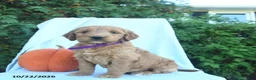 Goldendoodle dogs for sale: Honey   - Ad 3