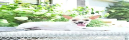 Chihuahua dogs for sale: Checkers - Ad 4