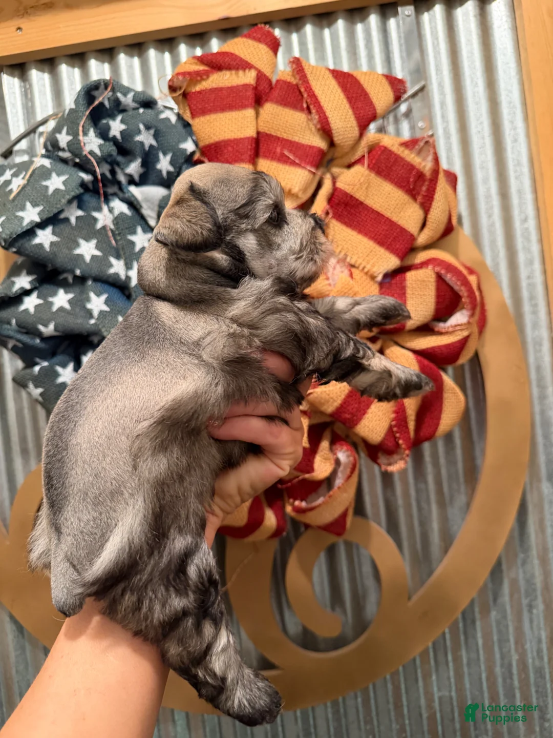 Miniature Schnauzer dogs for sale: Miniature Schnauzer Puppy 2 - Ad 5