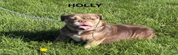 English Bulldog dogs for sale: Wolf - Ad 3