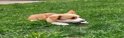 Welsh Corgi Pembroke dogs for sale: Betsy - Ad 2