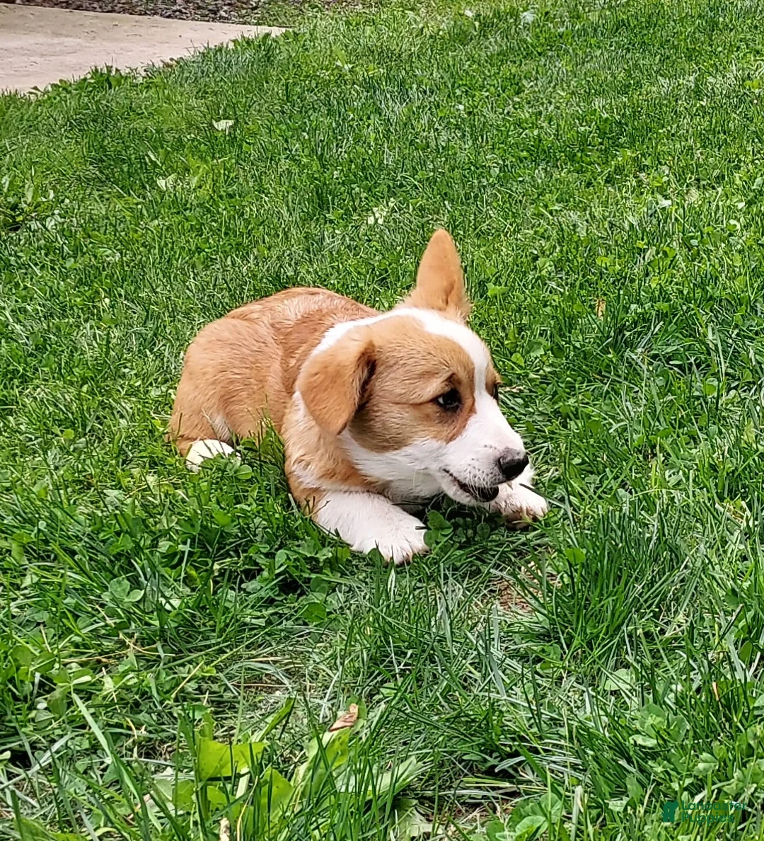 Welsh Corgi Pembroke dogs for sale: Betsy - Ad 2