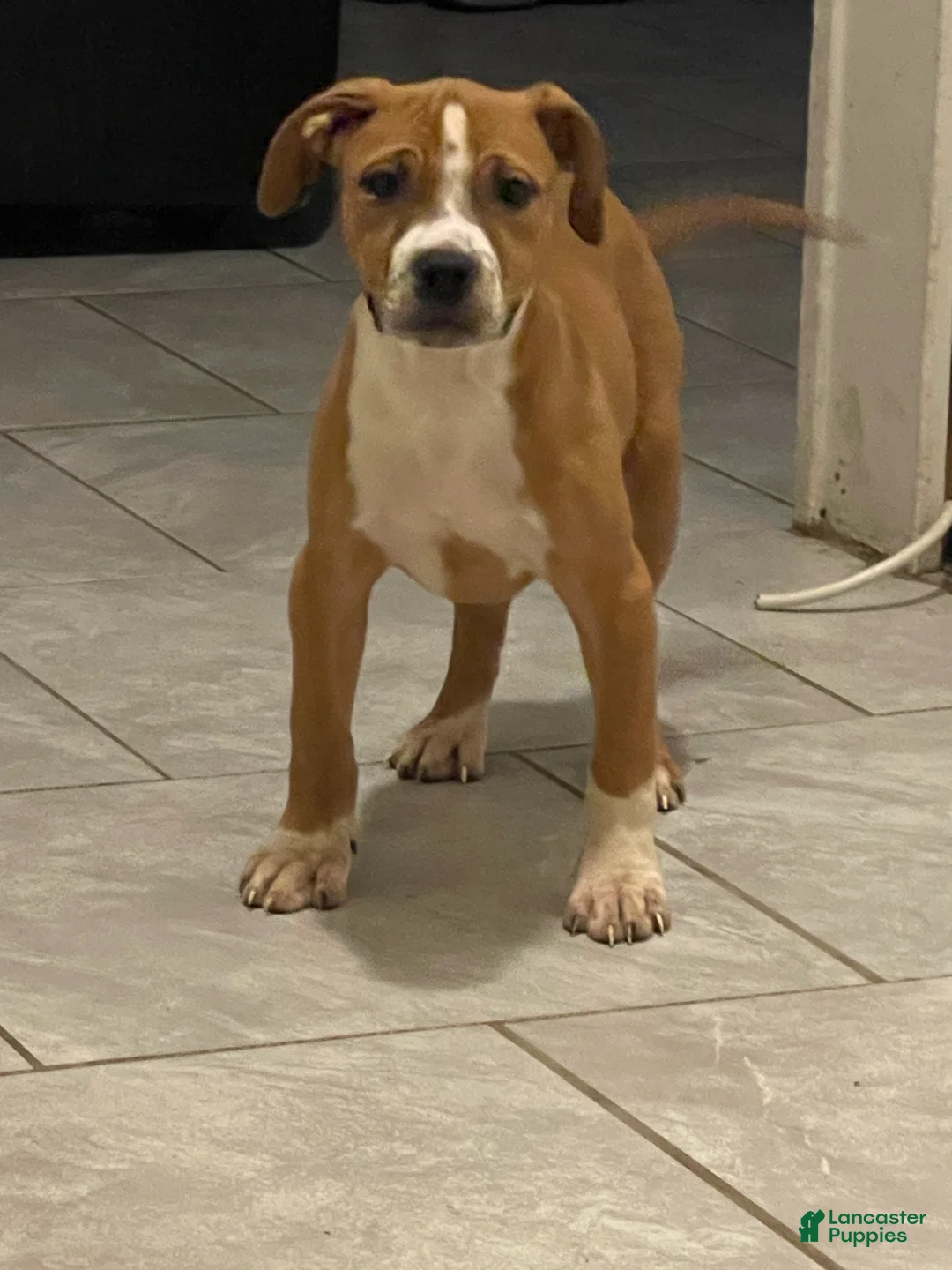 American Pit Bull Terrier dogs for sale: American Pit Bull Terrier Puppy 1 - Ad 1