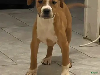 American Pit Bull Terrier dogs American Pit Bull Terrier Puppy 1 - Ad 41