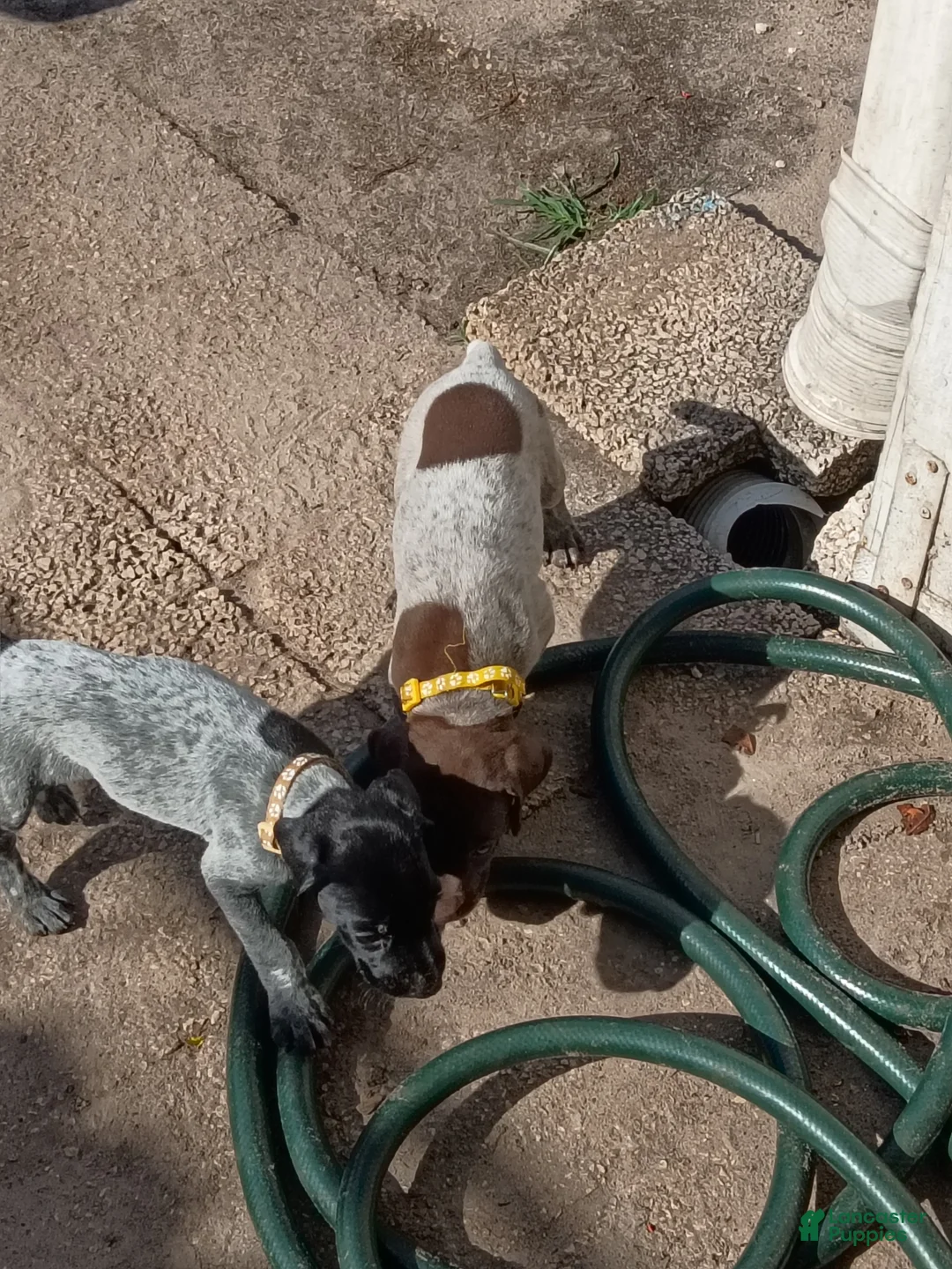 German Shorthaired Pointer dogs for sale: German Shorthaired Pointer 8 - Ad 1