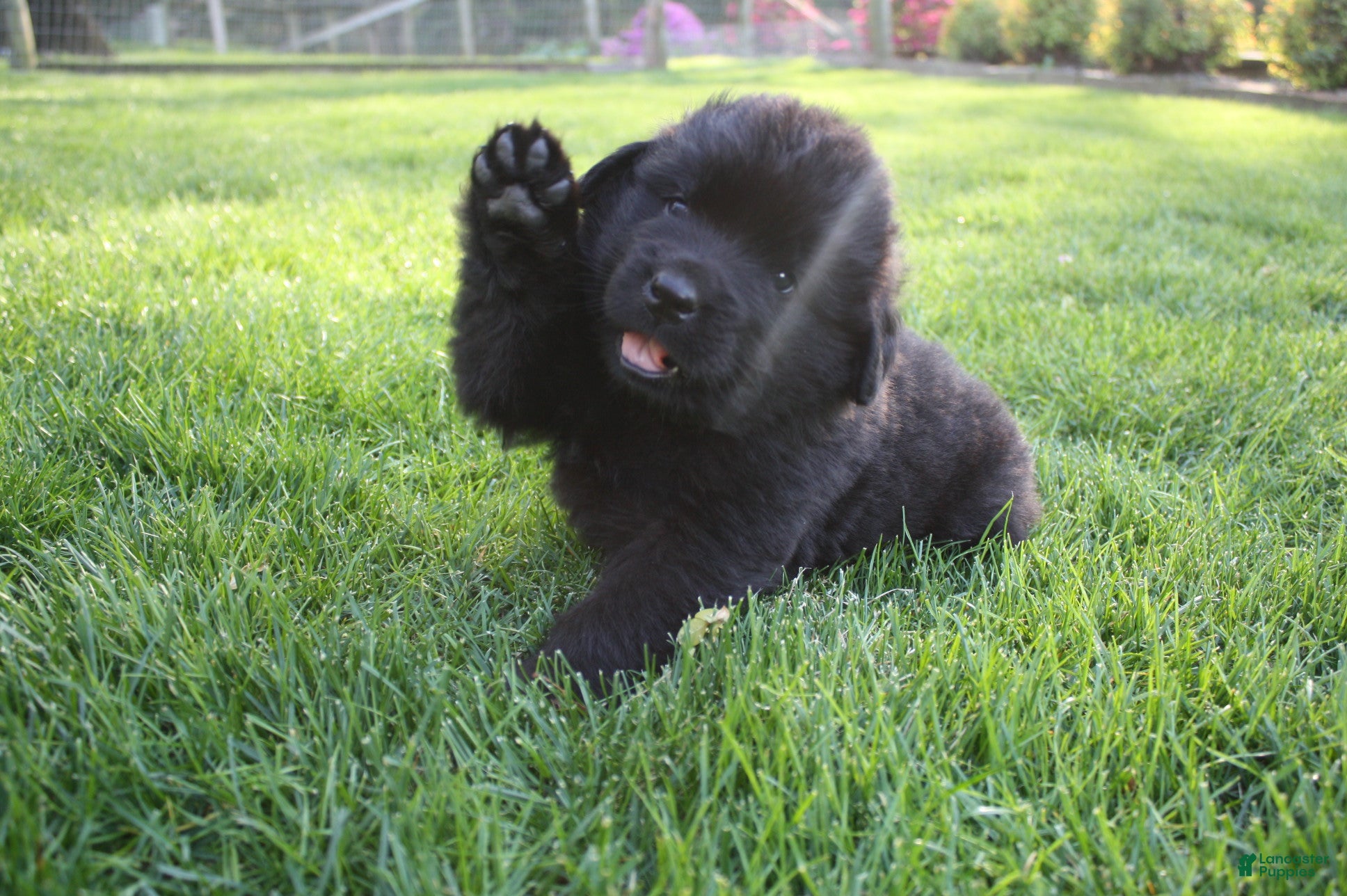 Newfoundland dogs Shadow - Ad 1