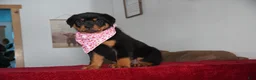Rottweiler dogs for sale: Gabby - Ad 6