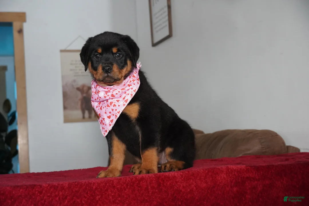 Rottweiler dogs for sale: Gabby - Ad 6
