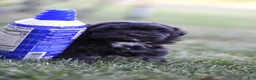 Shihpoo dogs for sale: Joy - Ad 2