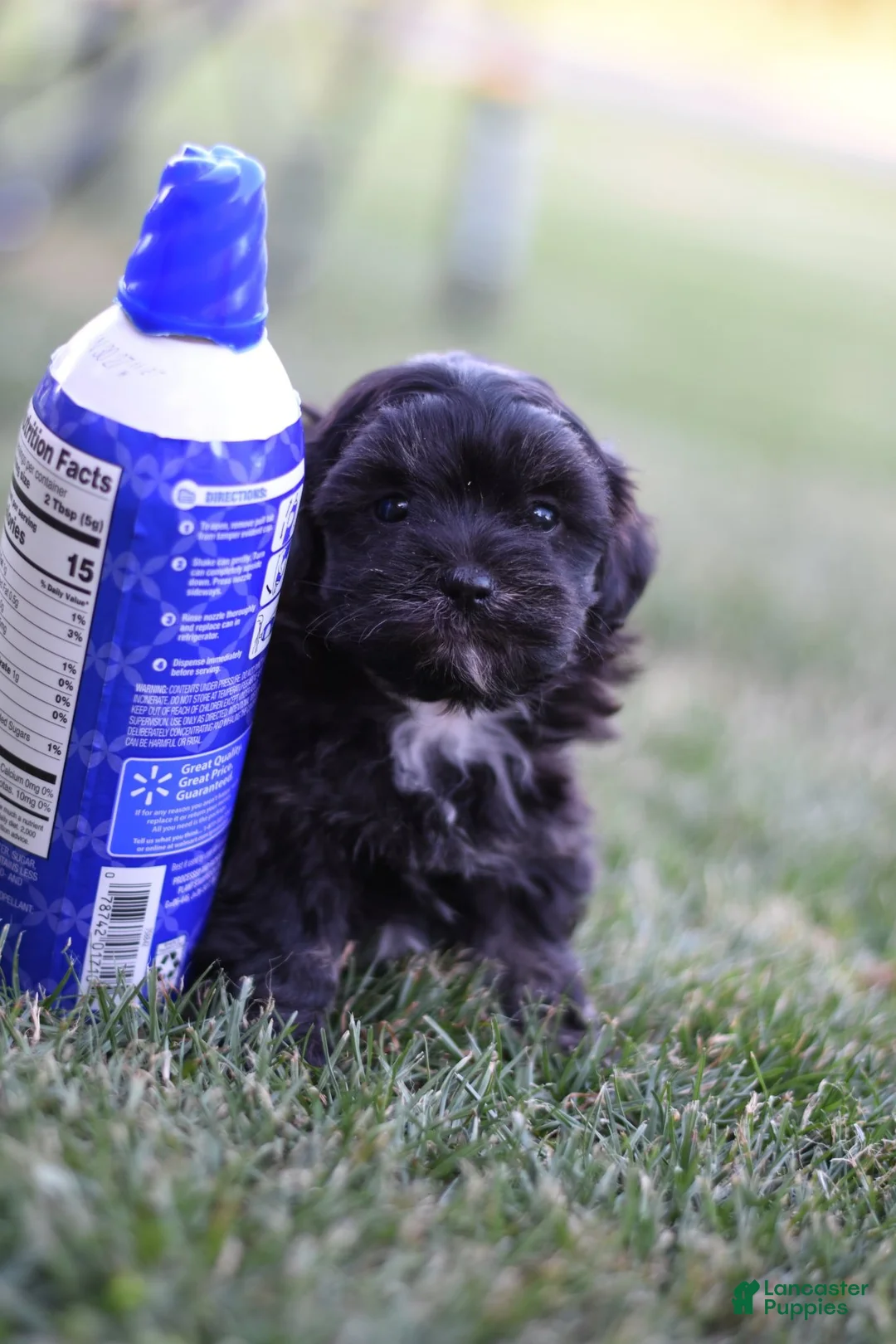 Shihpoo dogs for sale: Joy - Ad 2