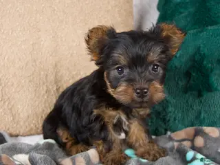 Yorkshire Terrier dogs Gabby - Ad 8