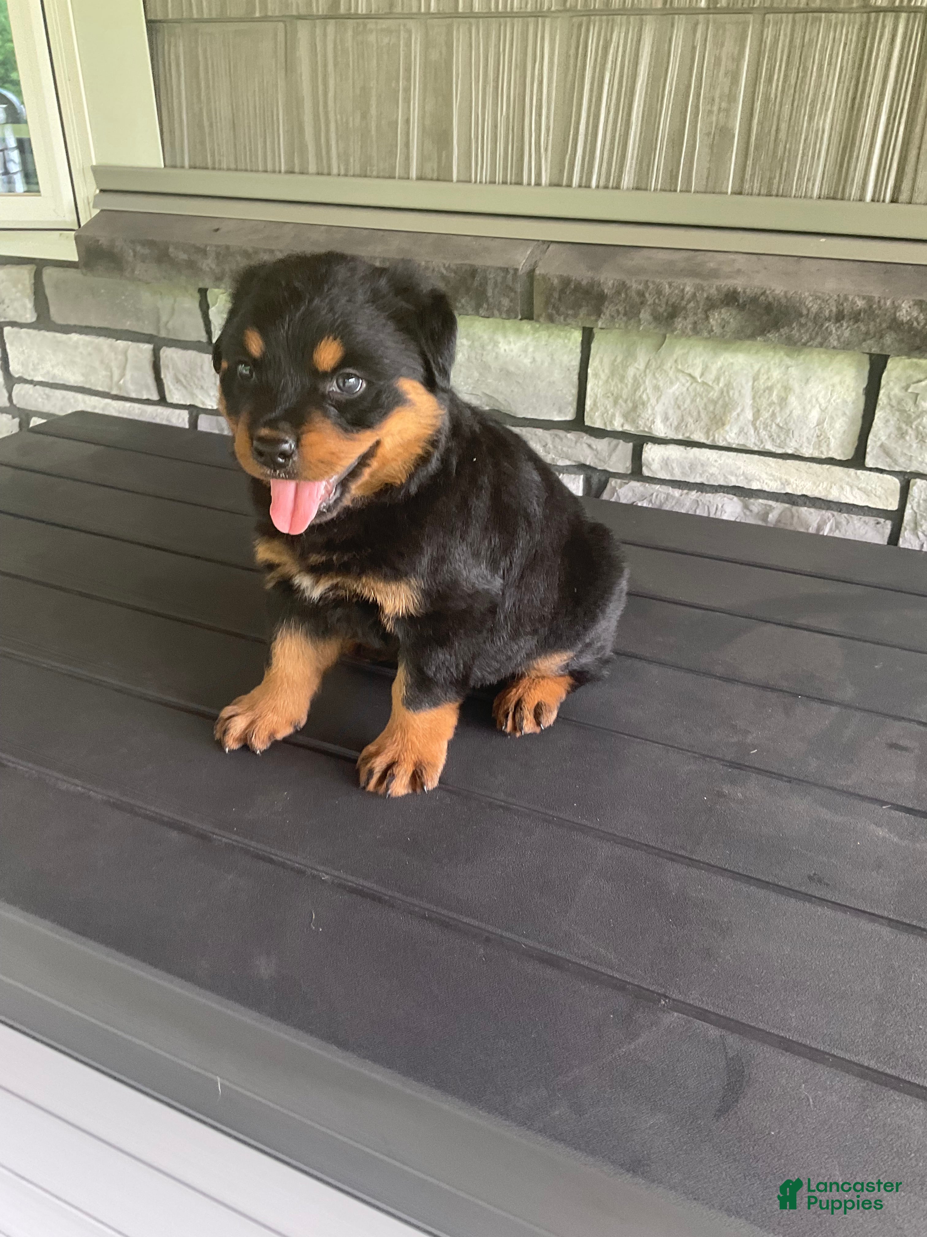 Rottweiler dogs Abby - Ad 2
