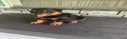 Rottweiler dogs for sale: Abby - Ad 2