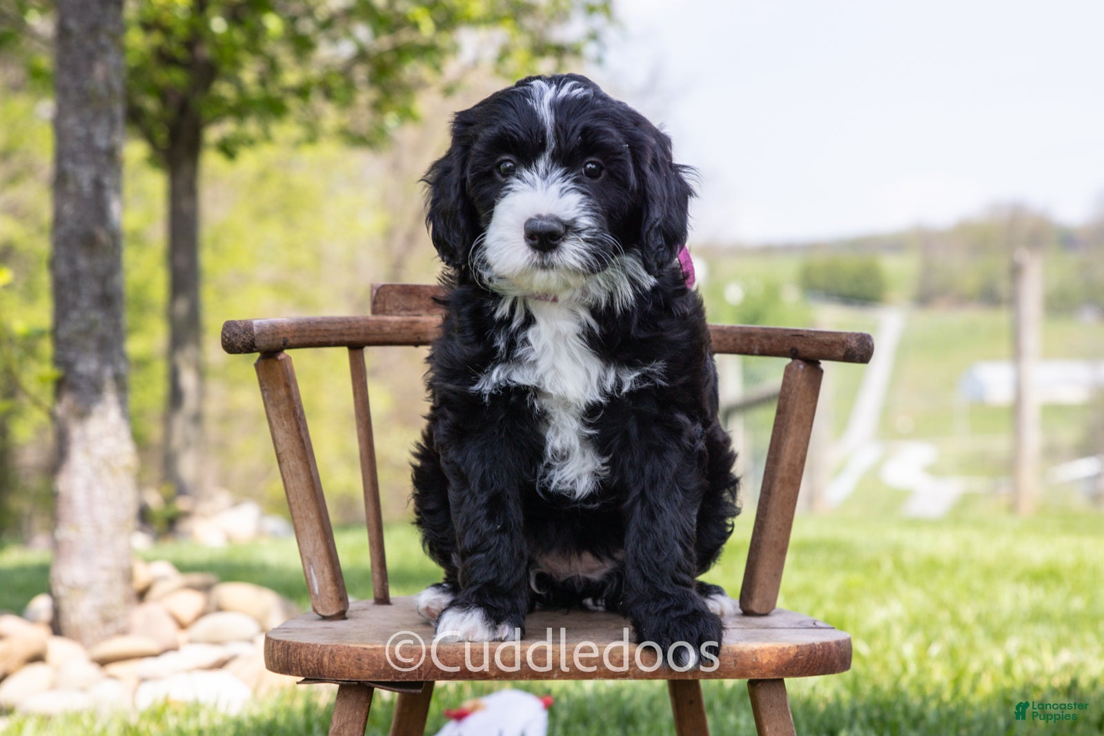 Mini Sheepadoodle dogs Lily - Ad 1