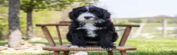Sheepadoodle dogs for sale: Lily - Ad 1