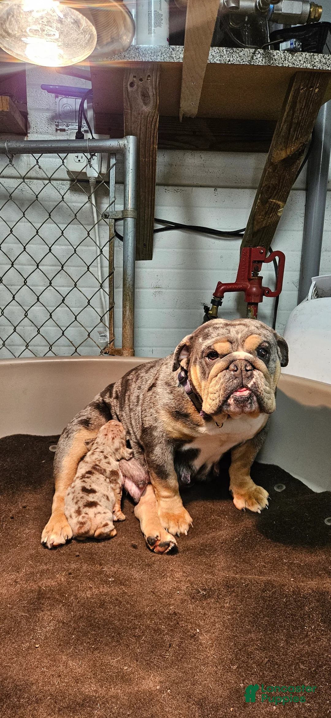 English Bulldog dogs for sale: English Bulldog Puppy 1 - Ad 5