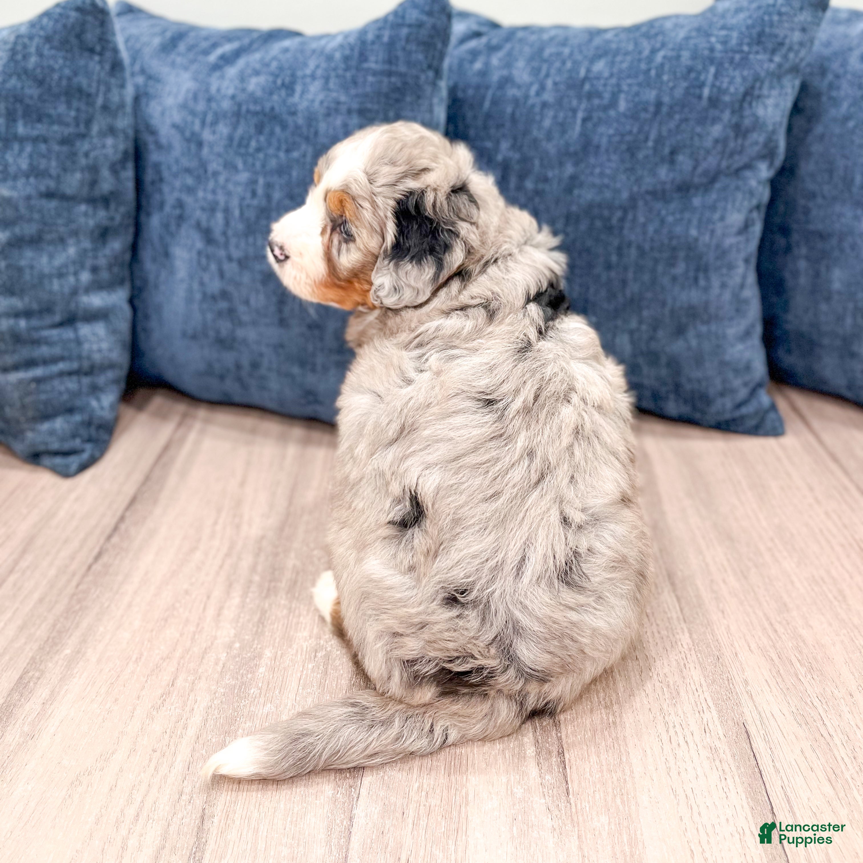 Mini Bernedoodle dogs for sale: Biscuit - Ad 5