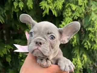 French Bulldog dogs Alpina - Ad 38