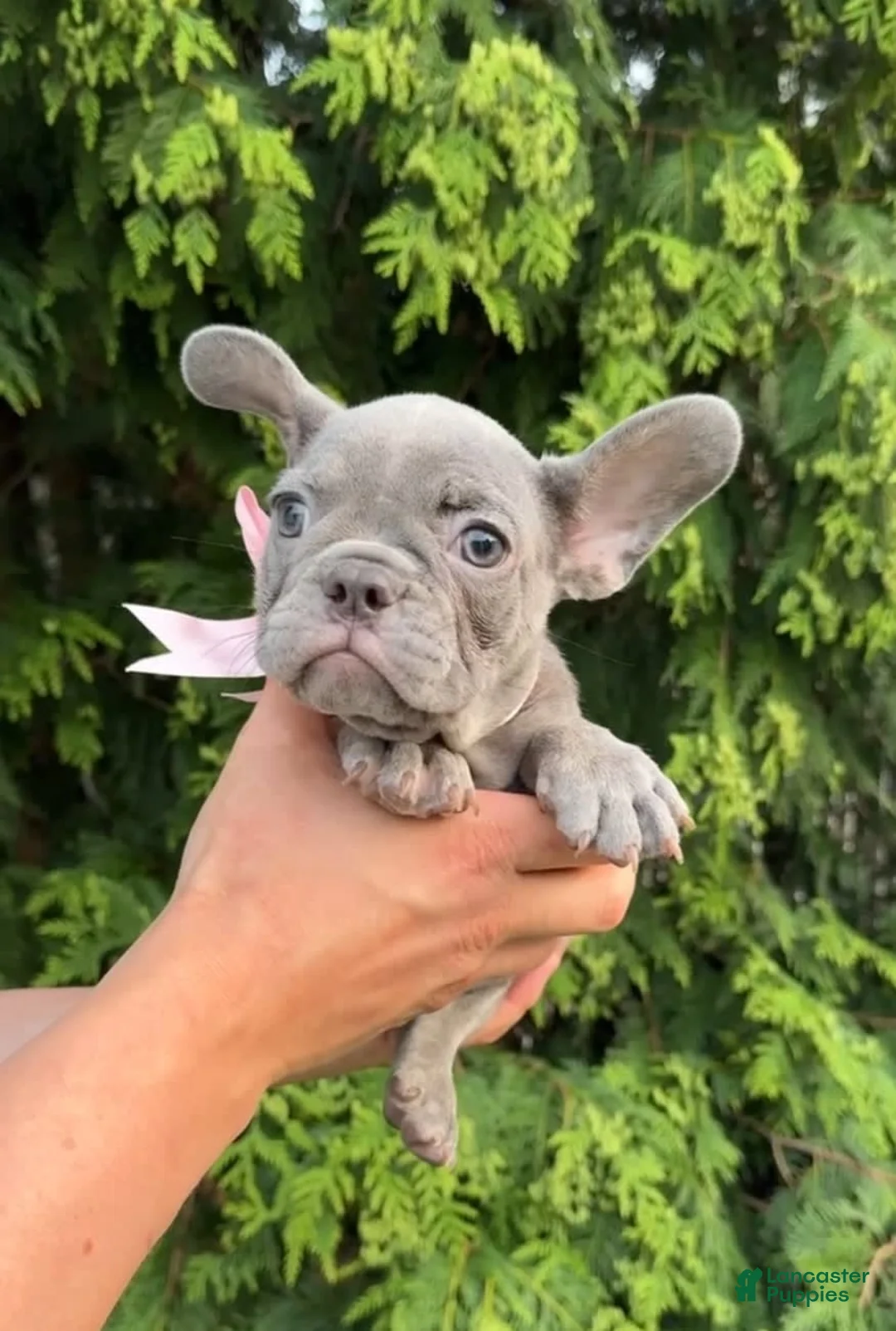 French Bulldog dogs for sale: Alpina - Ad 1