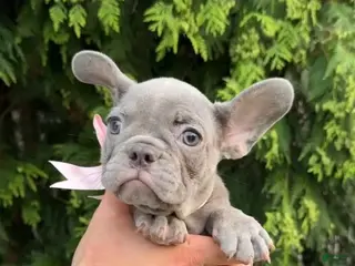 French Bulldog dogs Alpina - Ad 2
