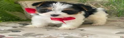 Biewer Terrier dogs for sale: Winky - Ad 12