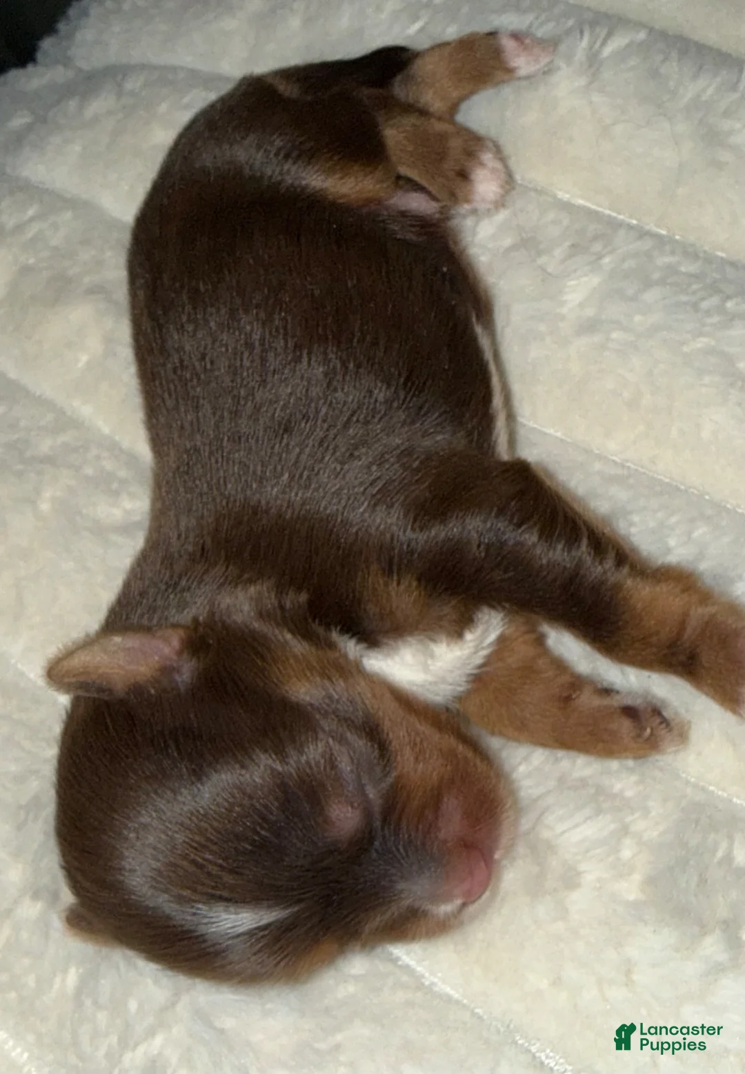 Yorkshire Terrier dogs for sale: Cookies and Cream - Ad 45