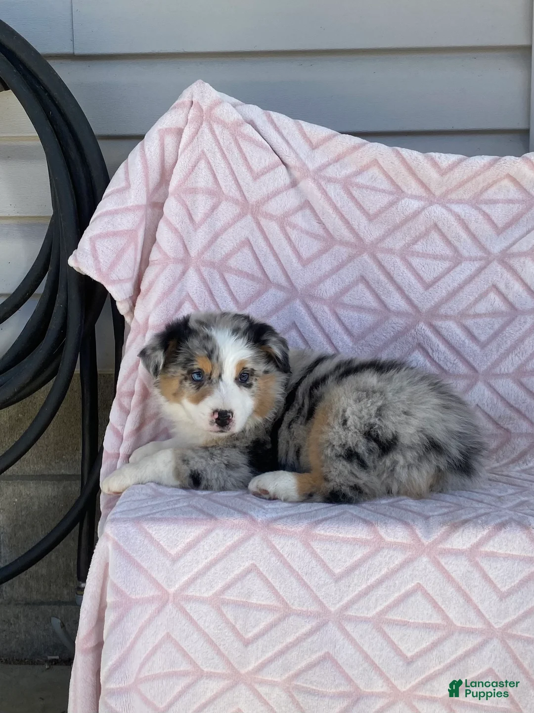 Australian Shepherd dogs for sale: Australian Shepherd Puppy 1 - Ad 1