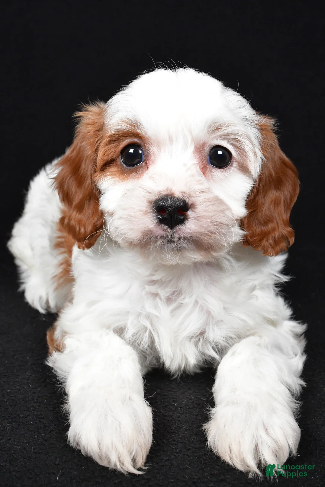 Cavapoo dogs for sale: Katie - Ad 10