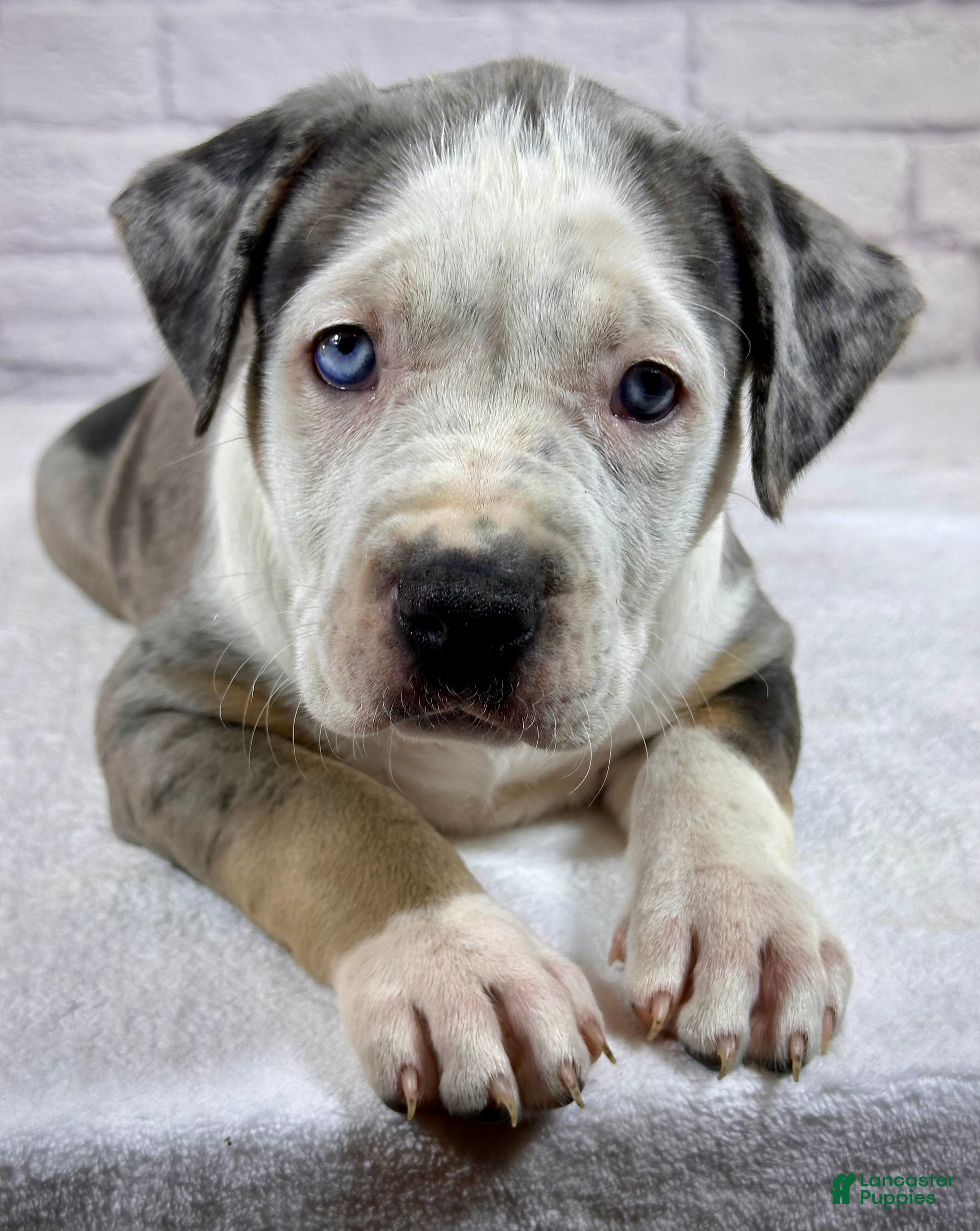American Bully dogs XL American Bully Puppy Female - Ad 2