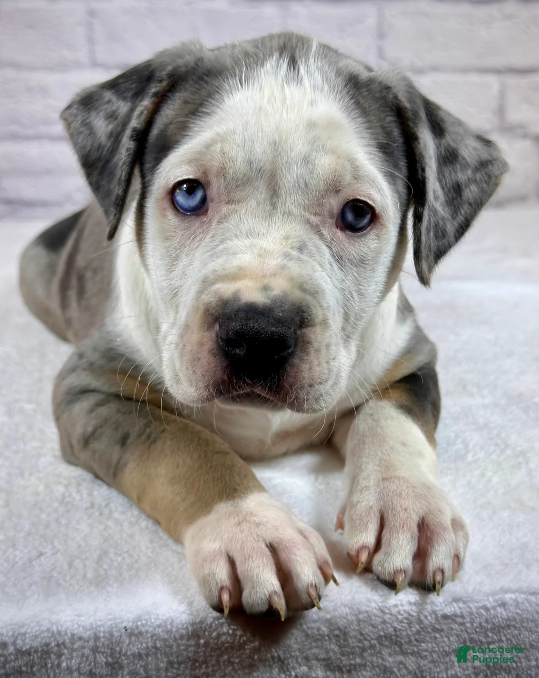American Bully dogs for sale: XL American Bully Puppy Female - Ad 2
