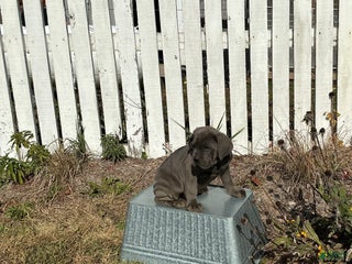Cane Corso dogs - Ad 11