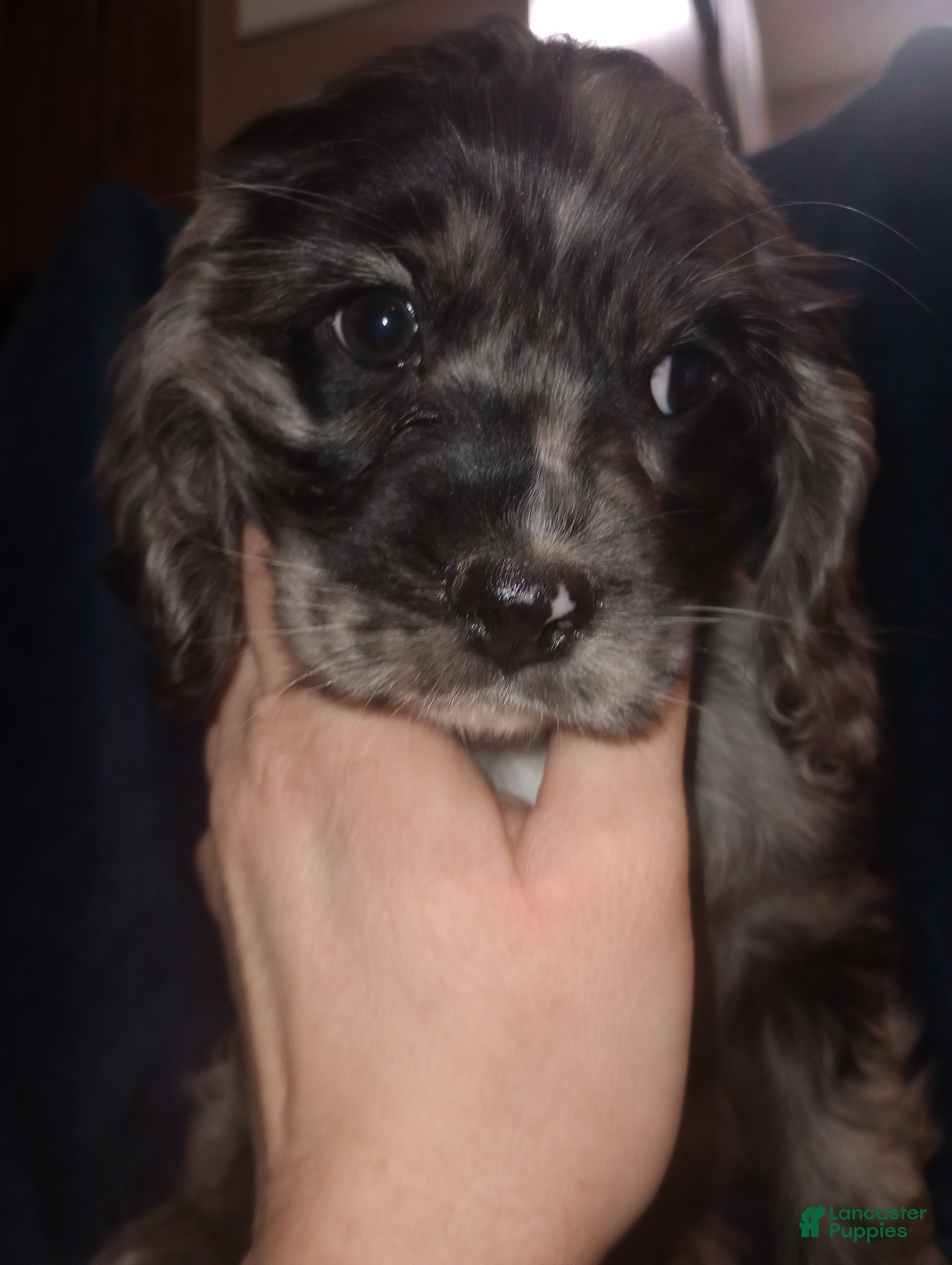 Cocker Spaniel dogs Sunny - Ad 2