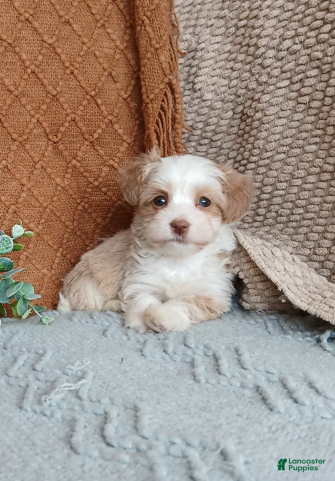 Havanese dogs for sale: Josie  - Ad 4