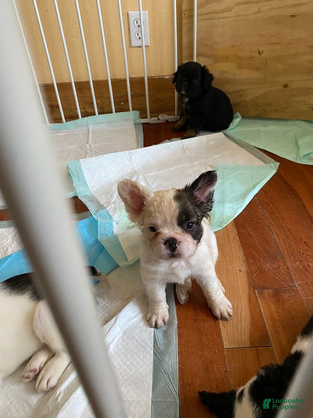 French Bulldog dogs for sale: Sage  - Ad 15