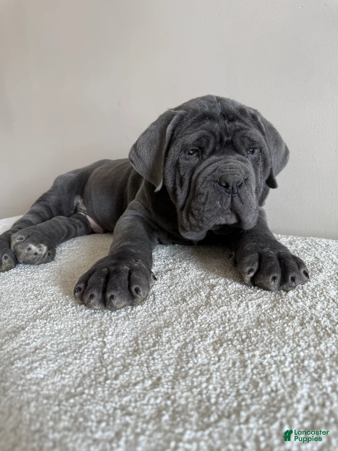 Cane Corso dogs for sale: Thor - Ad 1