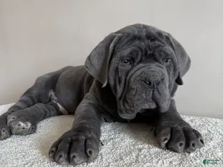 Cane Corso dogs for sale: Thor - Ad 2