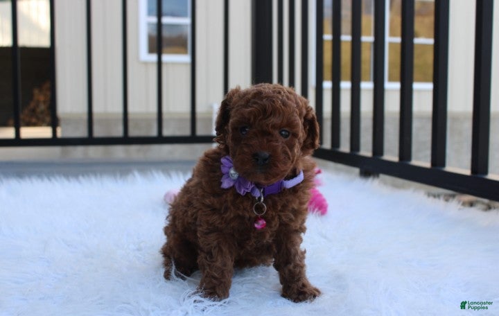 Toy Poodle dogs Maggie  - Ad 2