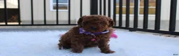 Toy Poodle dogs for sale: Maggie  - Ad 2