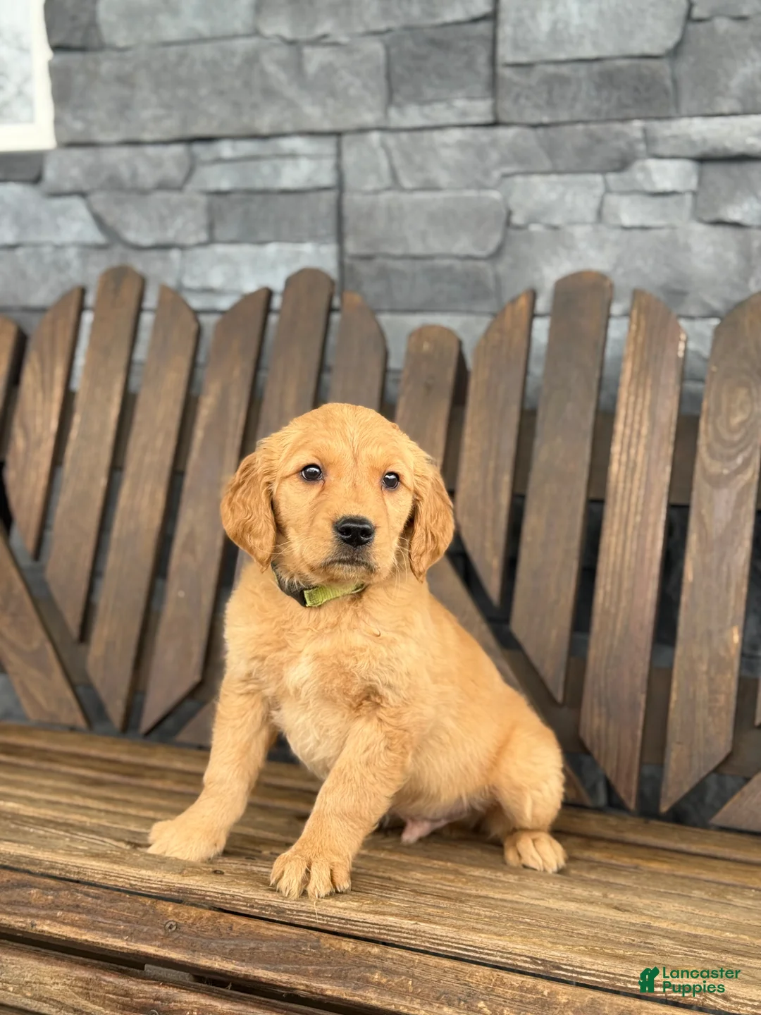 Golden Retriever dogs for sale: Marshall - Ad 5