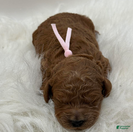 Goldendoodle dogs Pink Girl - Ad 20