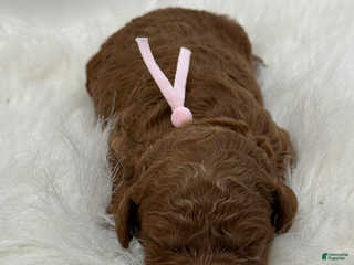 Goldendoodle dogs Pink Girl - Ad 17