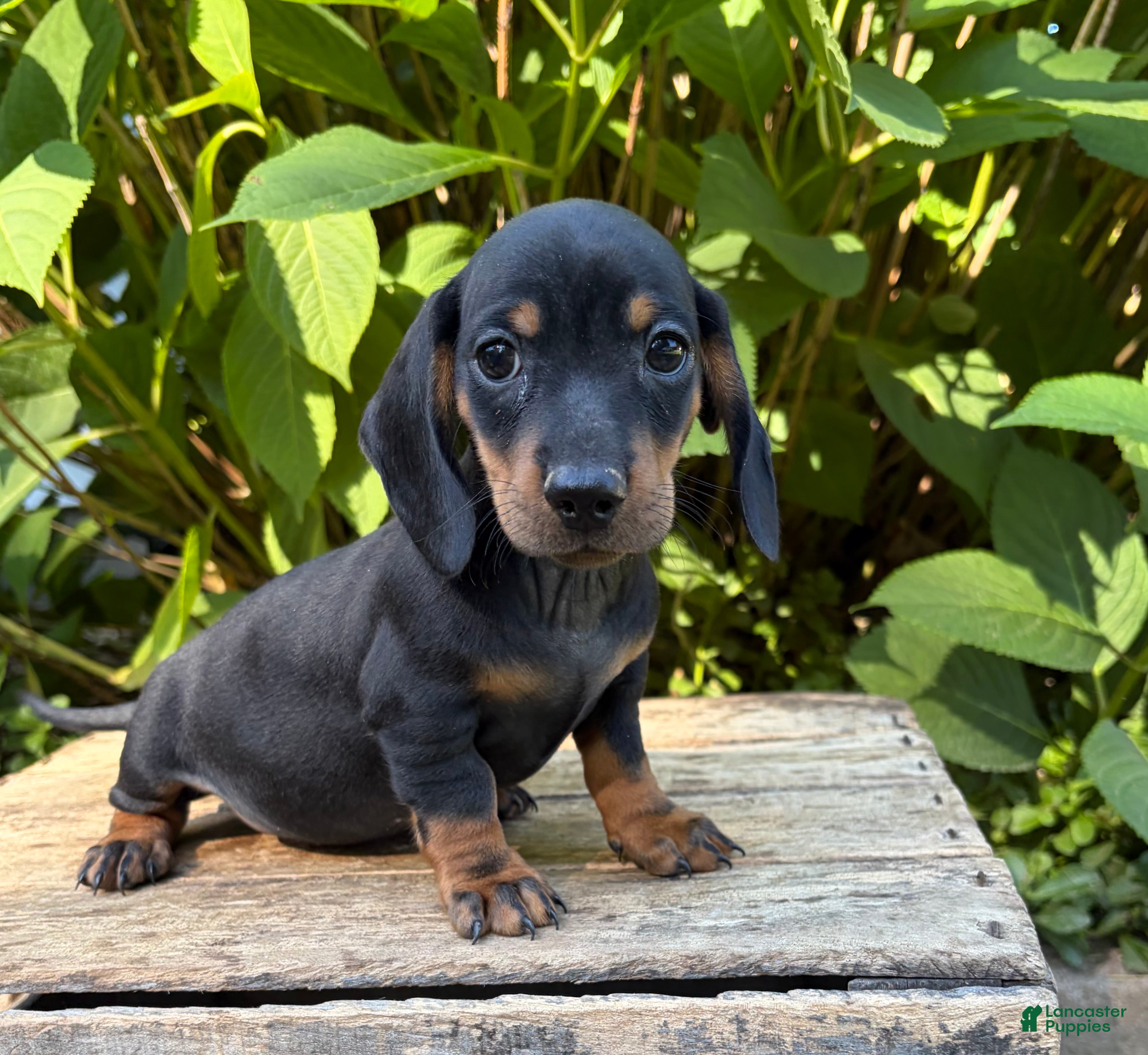 Dachshund dogs Reiley - Ad 1