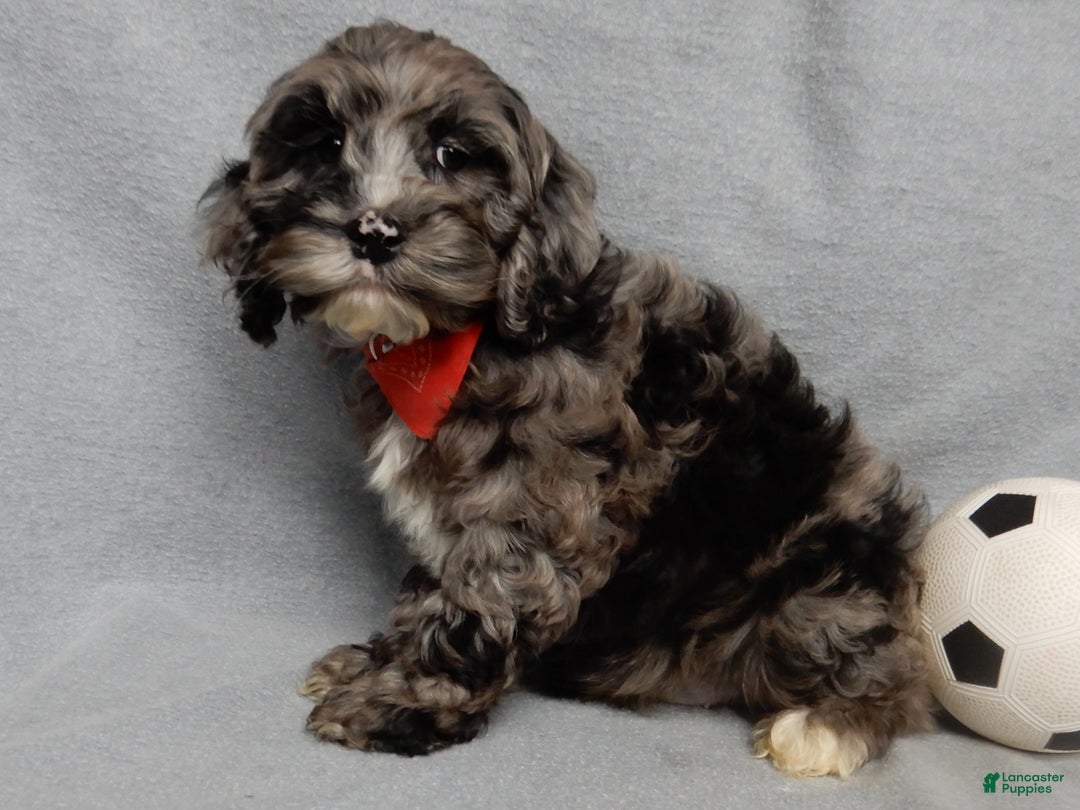 Cockapoo dogs for sale: Bentley - Ad 6