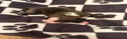 Boston Terrier dogs for sale: Sleepy-Brindle& white - Ad 3