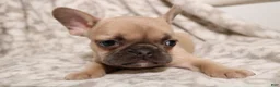 French Bulldog dogs for sale: Link - Ad 6