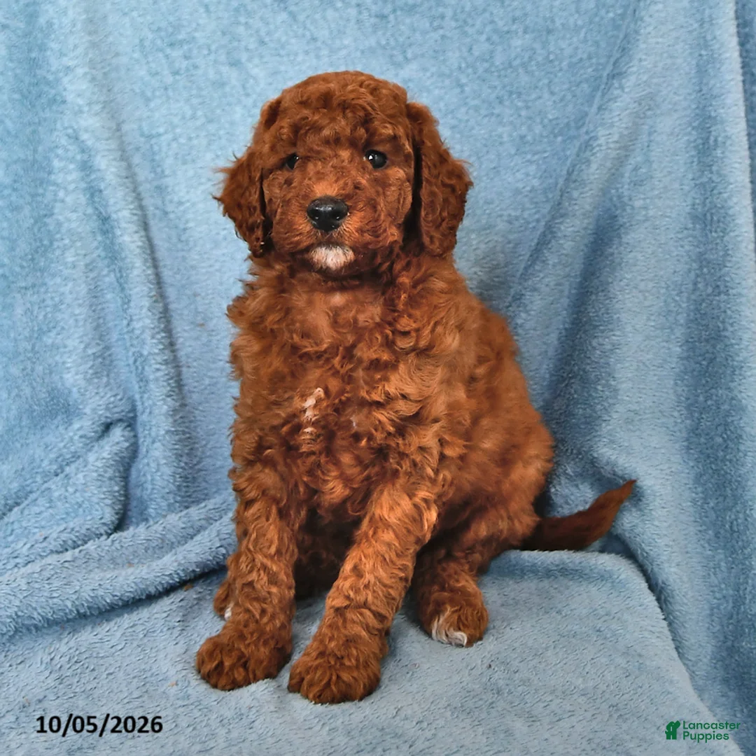 Mini Goldendoodle dogs for sale: Tootsie - Ad 2