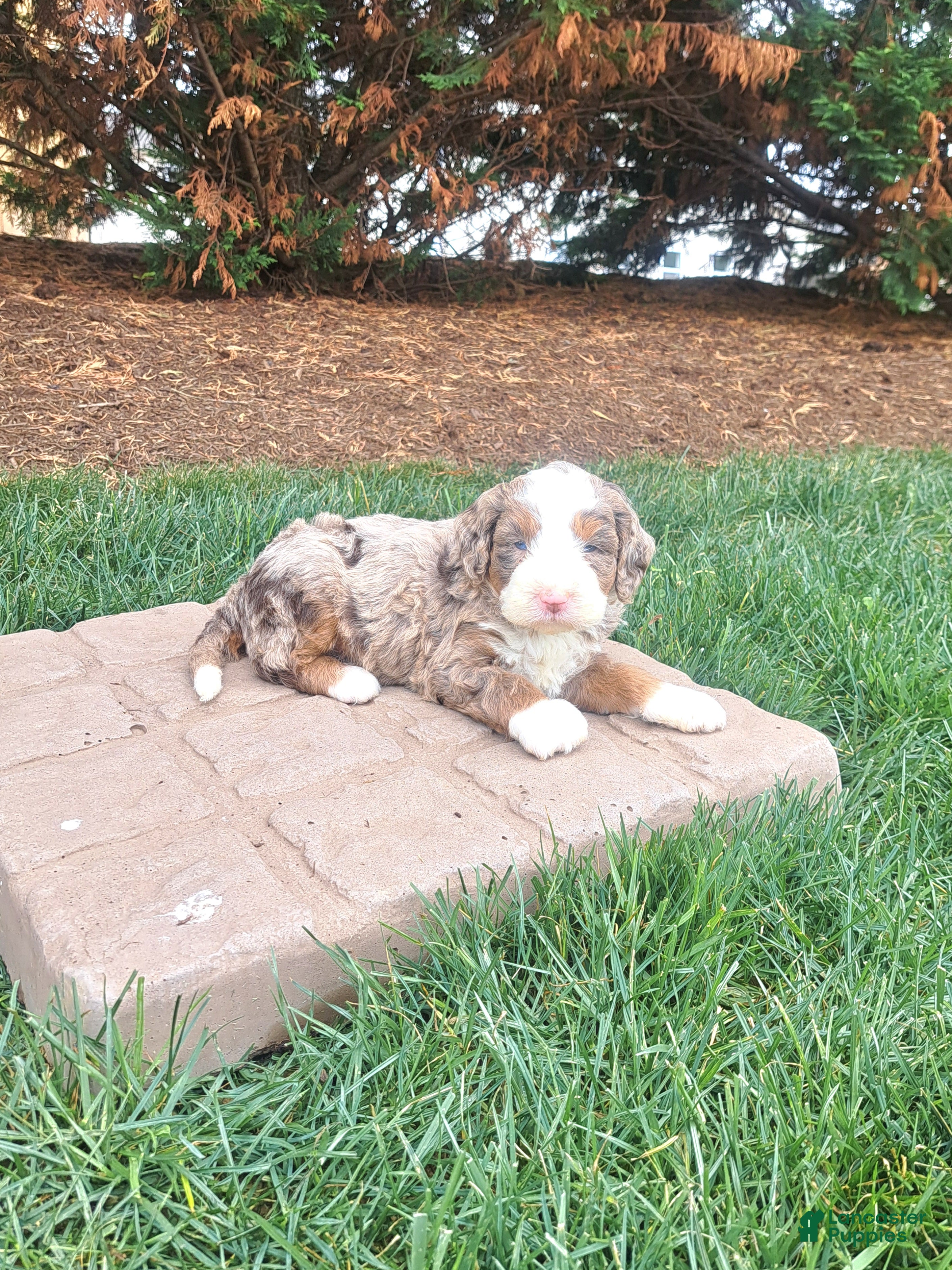Mini Bernedoodle dogs Rover  - Ad 1