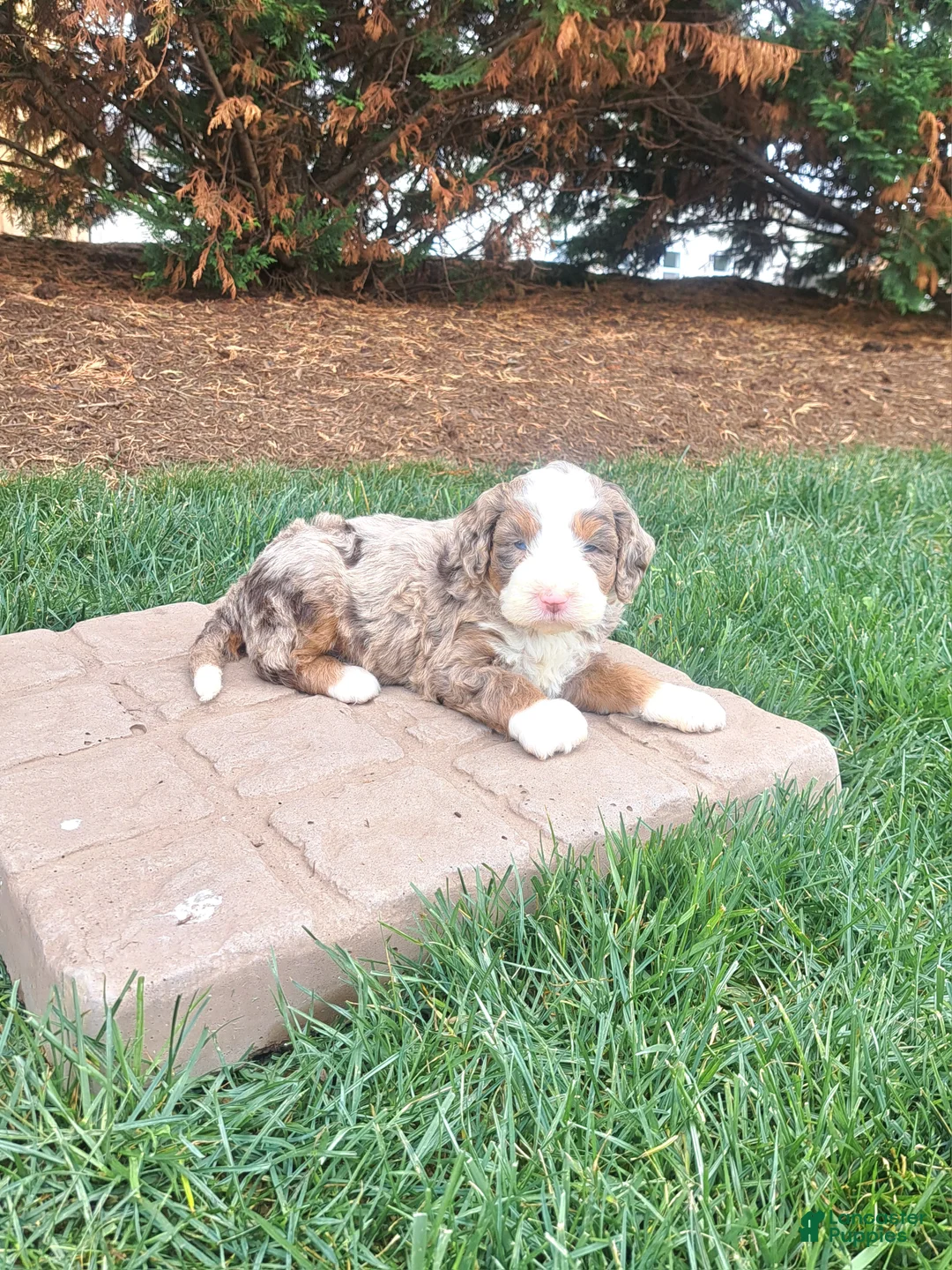Mini Bernedoodle dogs for sale: Rover  - Ad 1