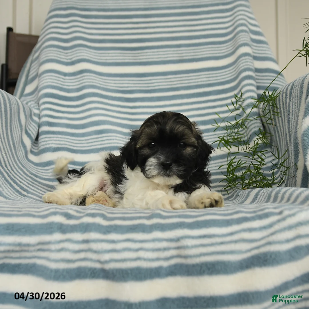 Shihpoo dogs for sale: Sonny - Ad 3