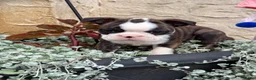 Boston Terrier dogs for sale: Kathi - Ad 9